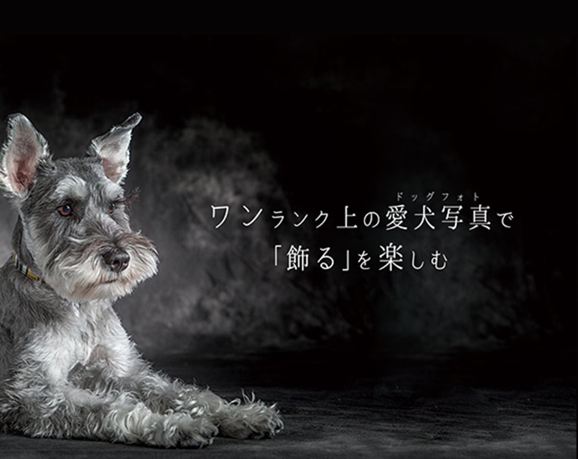 YAKUSHI STUDIO for DOG