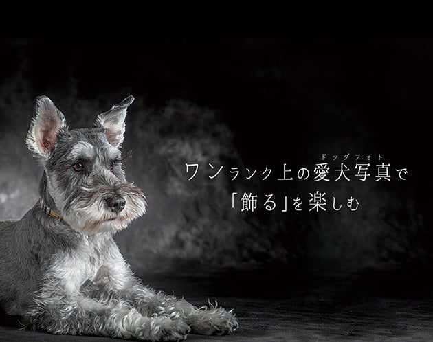 YAKUSHI STUDIO for DOG