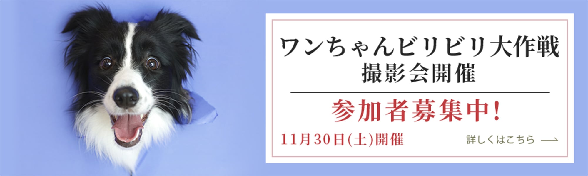 ワンちゃんビリビリ大作戦撮影会開催 参加者募集中！ 10月30日（土）開催 こちらをクリックするとＰＤＦファイルが開きます。