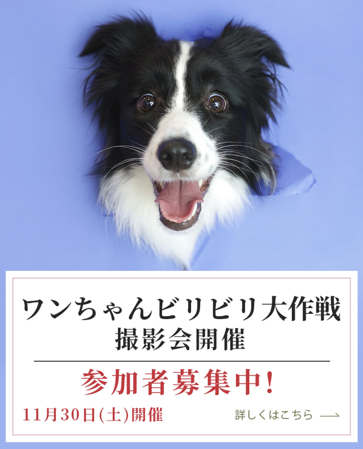 ワンちゃんビリビリ大作戦撮影会開催 参加者募集中！ 10月30日（土）開催 こちらをクリックするとＰＤＦファイルが開きます。