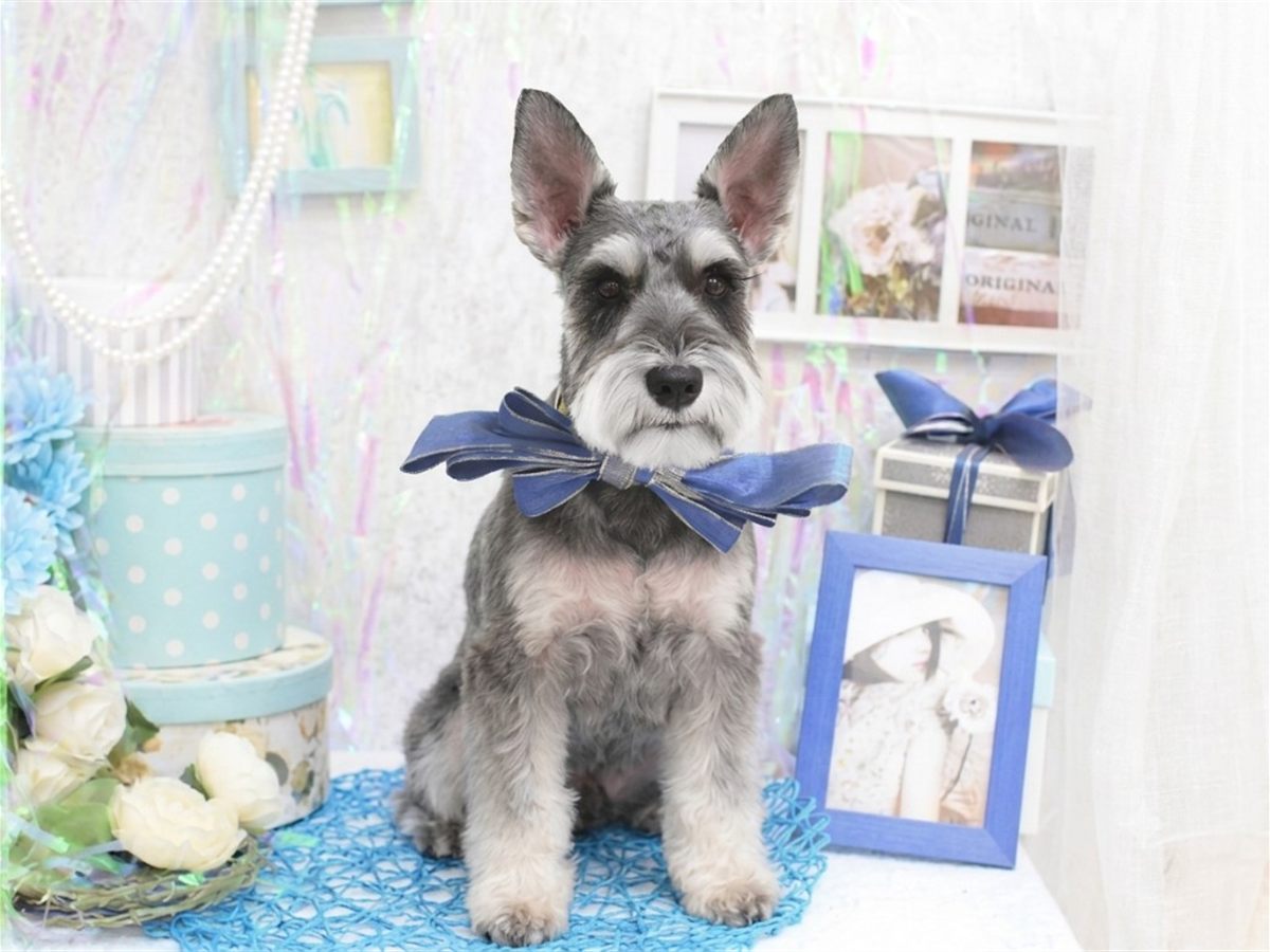 自然光で明るく撮影した犬のポートレート写真（参考イメージ）