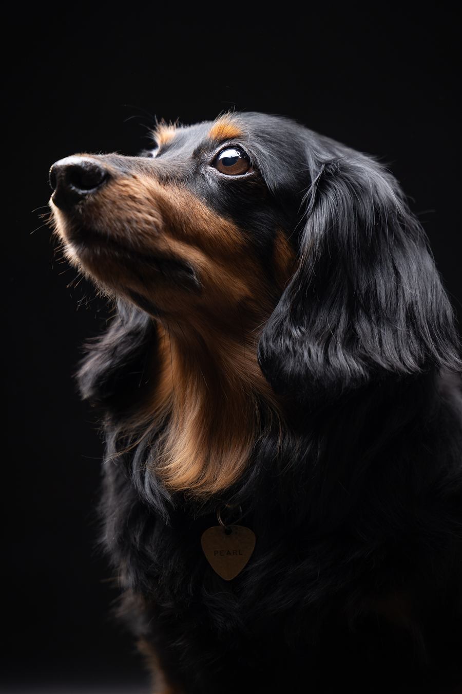 ミニチュアダックスフンド 犬 プロ撮影 ポートレート