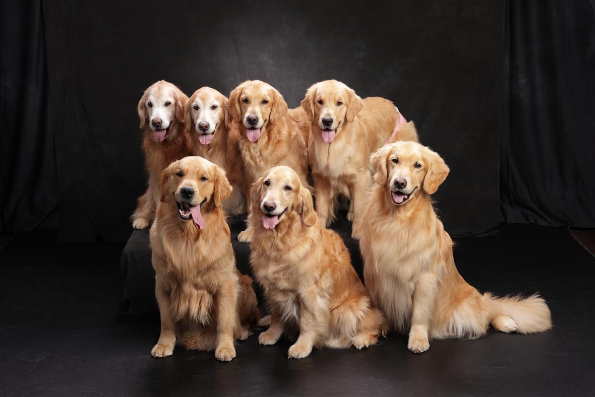 多頭 犬 集合写真 ゴールデンレトリバー 町田