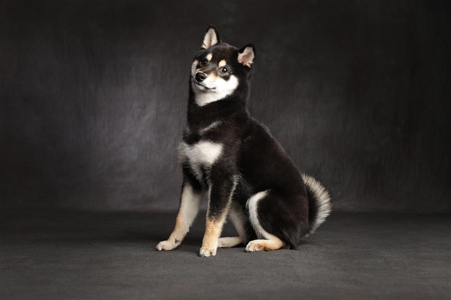 黒柴 犬 肖像写真 全身 スタジオ撮影