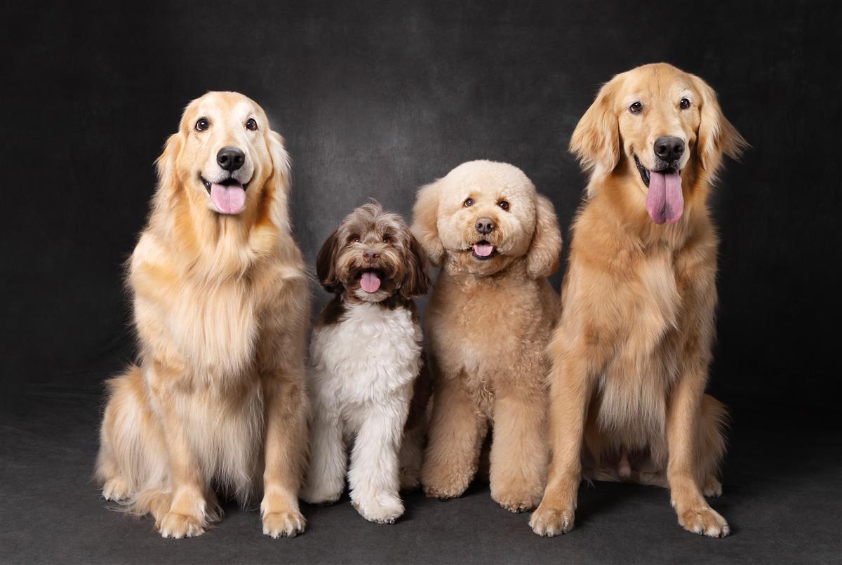 多頭 犬 集合写真 ゴールデンレトリバー スタジオ