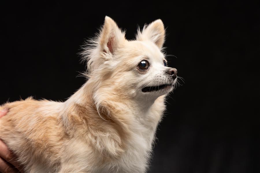 長毛チワワ 犬 肖像写真 プロ撮影