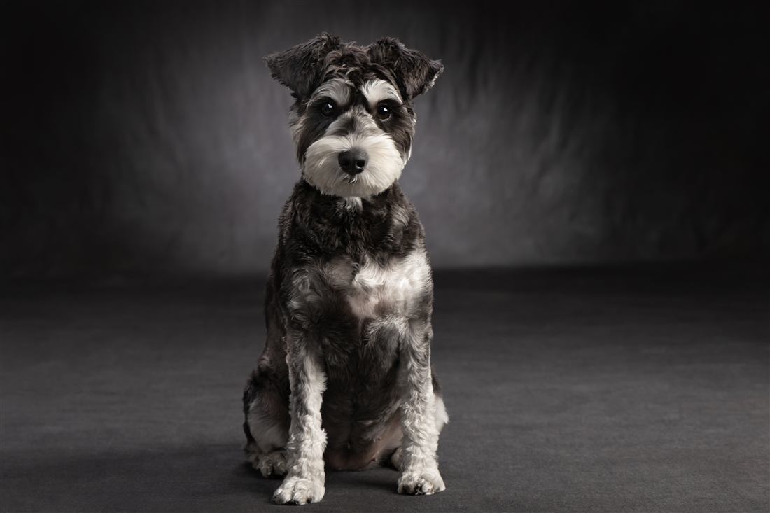 ミニチュアシュナウザー 犬 肖像写真 スタジオ撮影
