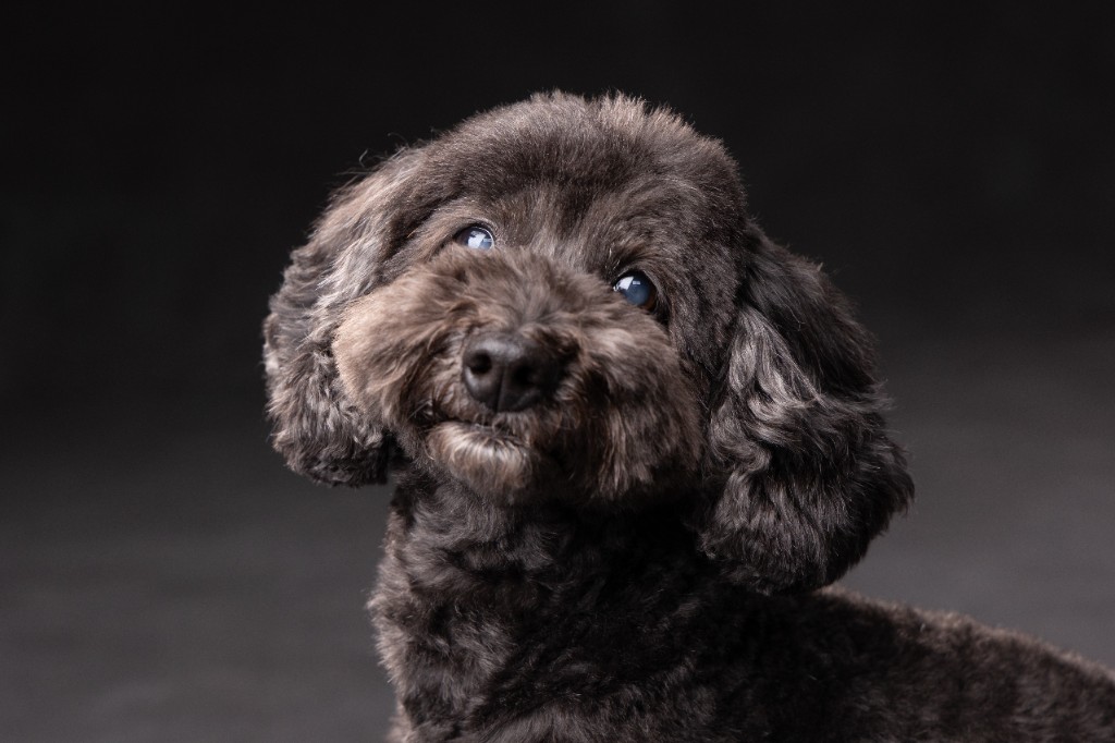 シニア犬 老犬 肖像写真 撮影 町田
