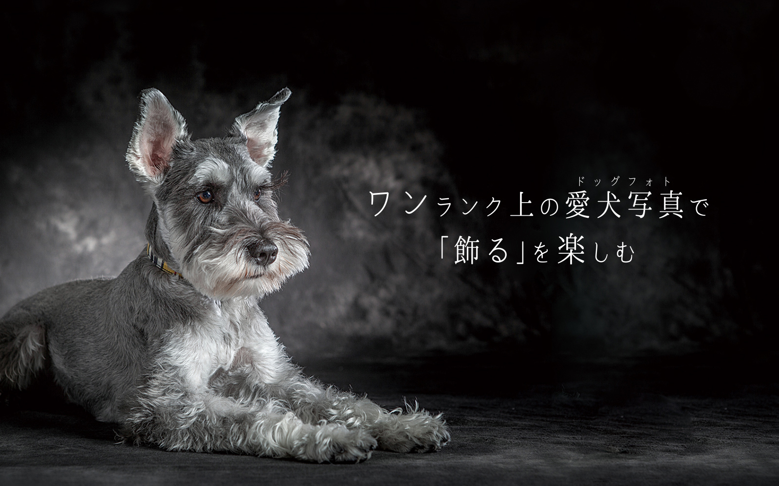 犬専門の写真館 YAKUSHI STUDIO for DOG 東京町田店