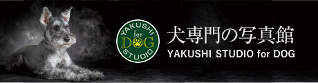 犬専門の写真館 YAKUSHI STUDIO for DOG